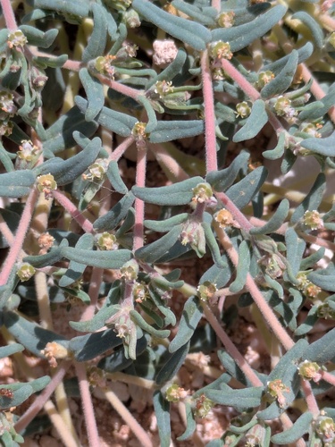 Hoary Sandmat (Euphorbia lata)
