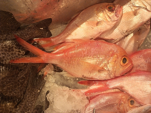 Sharpnose redfish (Centroberyx druzhinini) — Berycidae