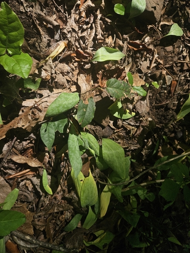 Beaked trout-lily (Erythronium rostratum)