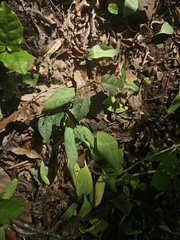 Erythronium rostratum, photograph (c) Daniel McClosky, some rights reserved (CC BY)