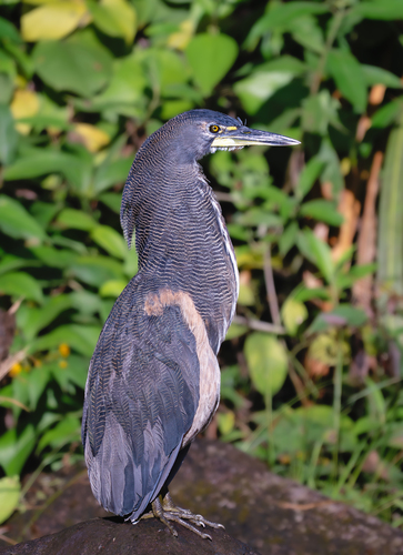 Fasciated Tiger Heron (Tigrisoma fasciatum), photo 4