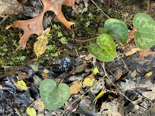 Virginia heartleaf (Asarum virginicum)