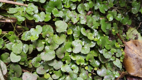 forest violet (Viola filicaulis)