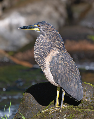 Fasciated Tiger Heron (Tigrisoma fasciatum), photo 5