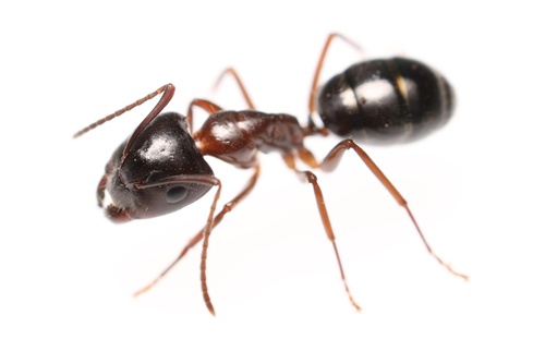 Camponotus nitensCamponotus nitens