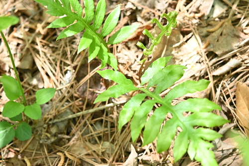 netted chain fern (Woodwardia areolata)