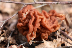 Gyromitra gigas