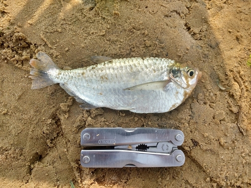 Triportheus pantanensis