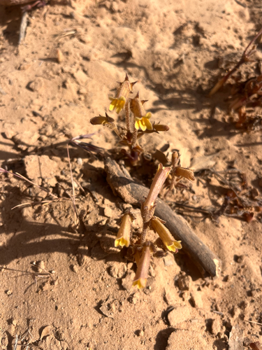 yellow clustered broomrape (Aphyllon franciscanum)