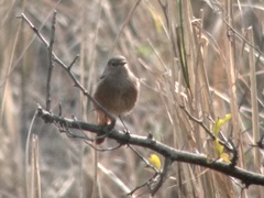 Phoenicurus ochruros