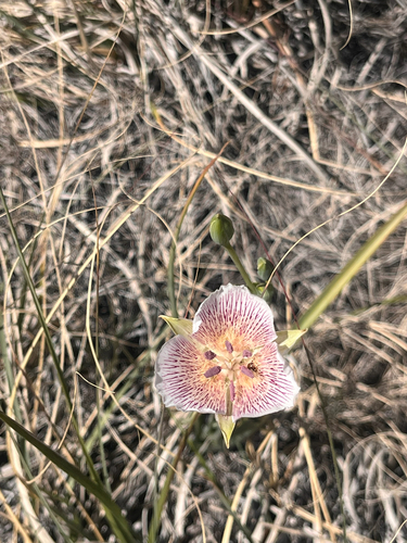 Alkali Mariposa Lily (Calochortus striatus)
