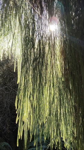rimu (Dacrydium cupressinum)