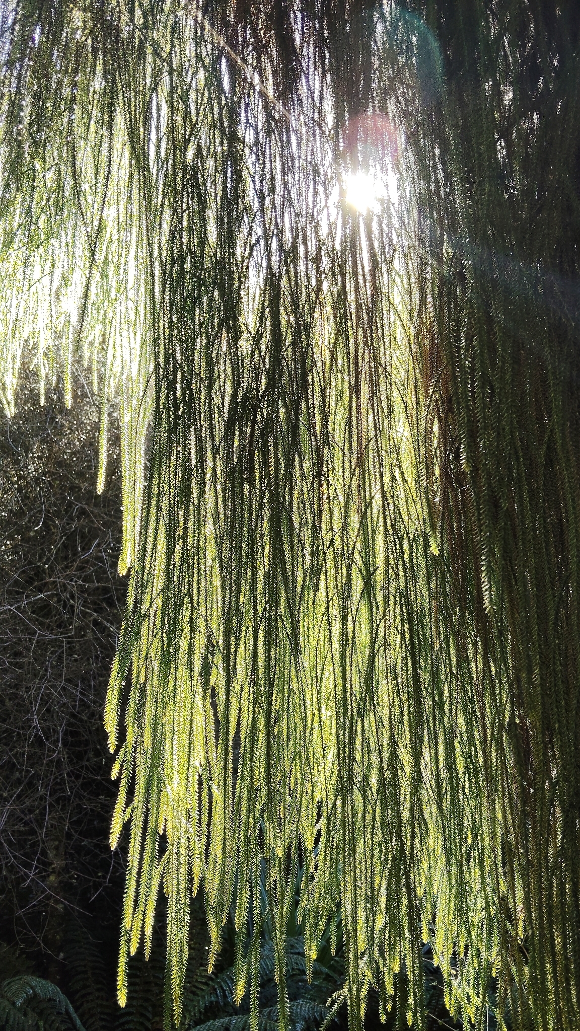 Rimu (Dacrydium cupressinum)