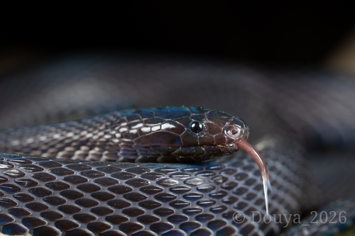 Peters' Odd-scaled Snake