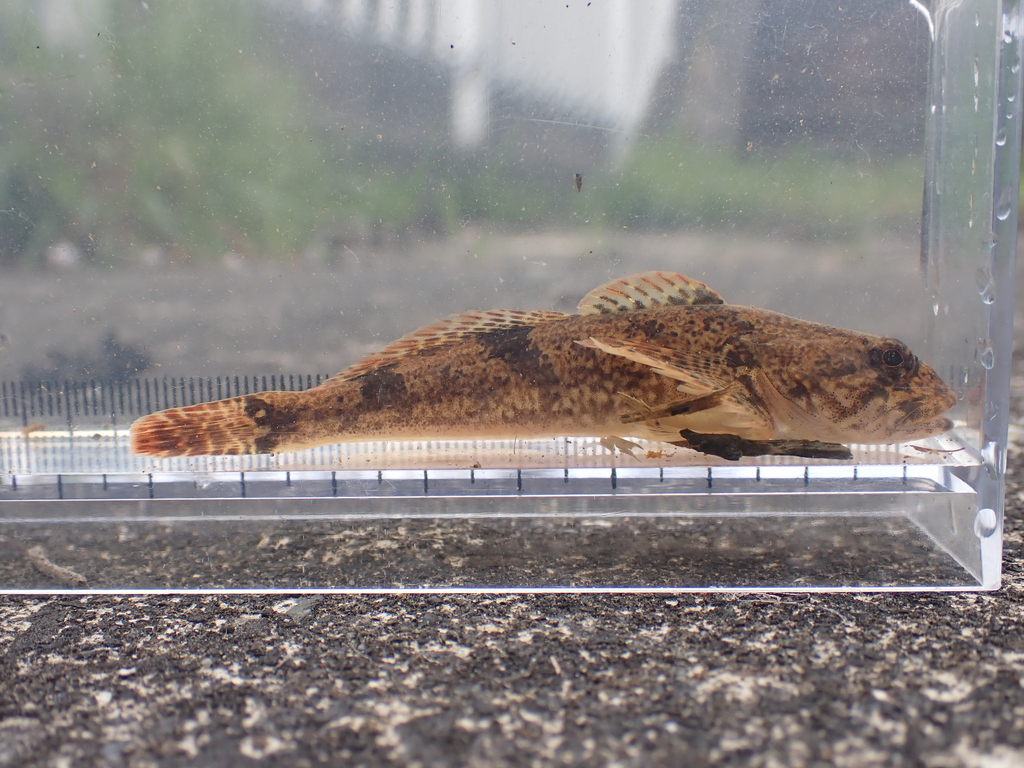 Japanese sculpin (Cottus reinii) — Cottidae