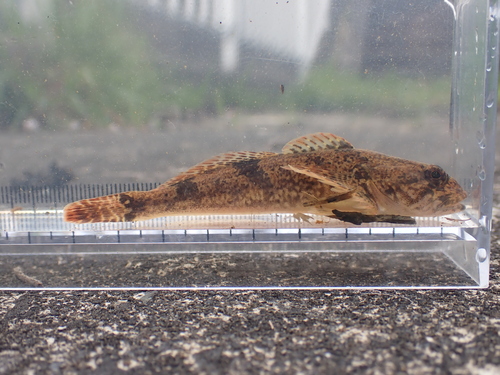 Japanese sculpin (Cottus reinii) — Cottidae