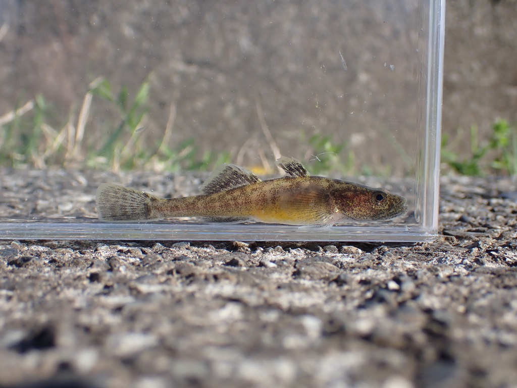 Isaza goby (Gymnogobius isaza) — Gobiidae