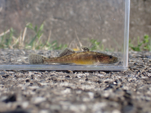 Isaza goby (Gymnogobius isaza) — Gobiidae