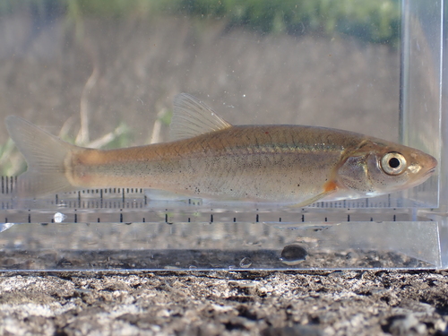 Steindachner's minnow (Phoxinus steindachneri) — Cyprinidae