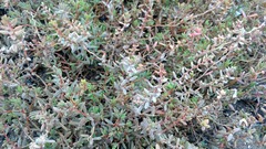 Suaeda novae-zelandiae