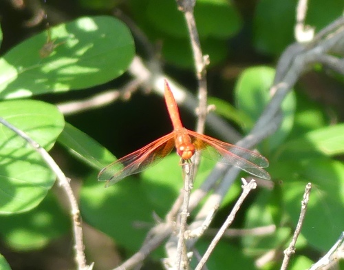 Orange-winged Dropwing