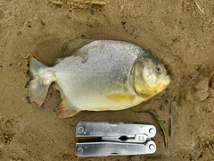 Pygocentrus nattereri