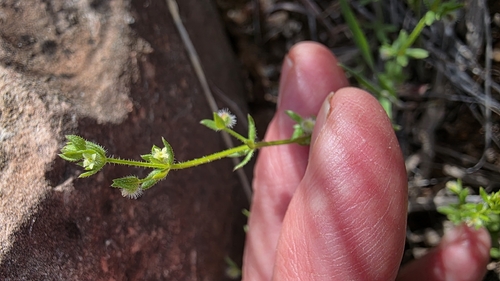 desert bedstraw