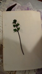 Apium prostratum filiforme