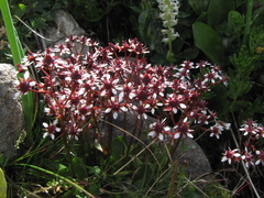 Micranthes melaleuca