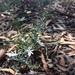 Grey Germander - Photo (c) Renae Williams, some rights reserved (CC BY-NC-ND), uploaded by Renae Williams