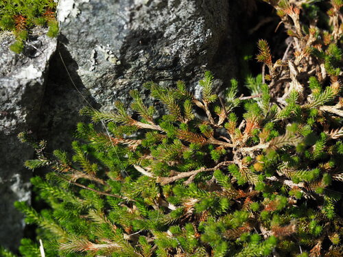Wallace's spikemoss (Selaginella wallacei)
