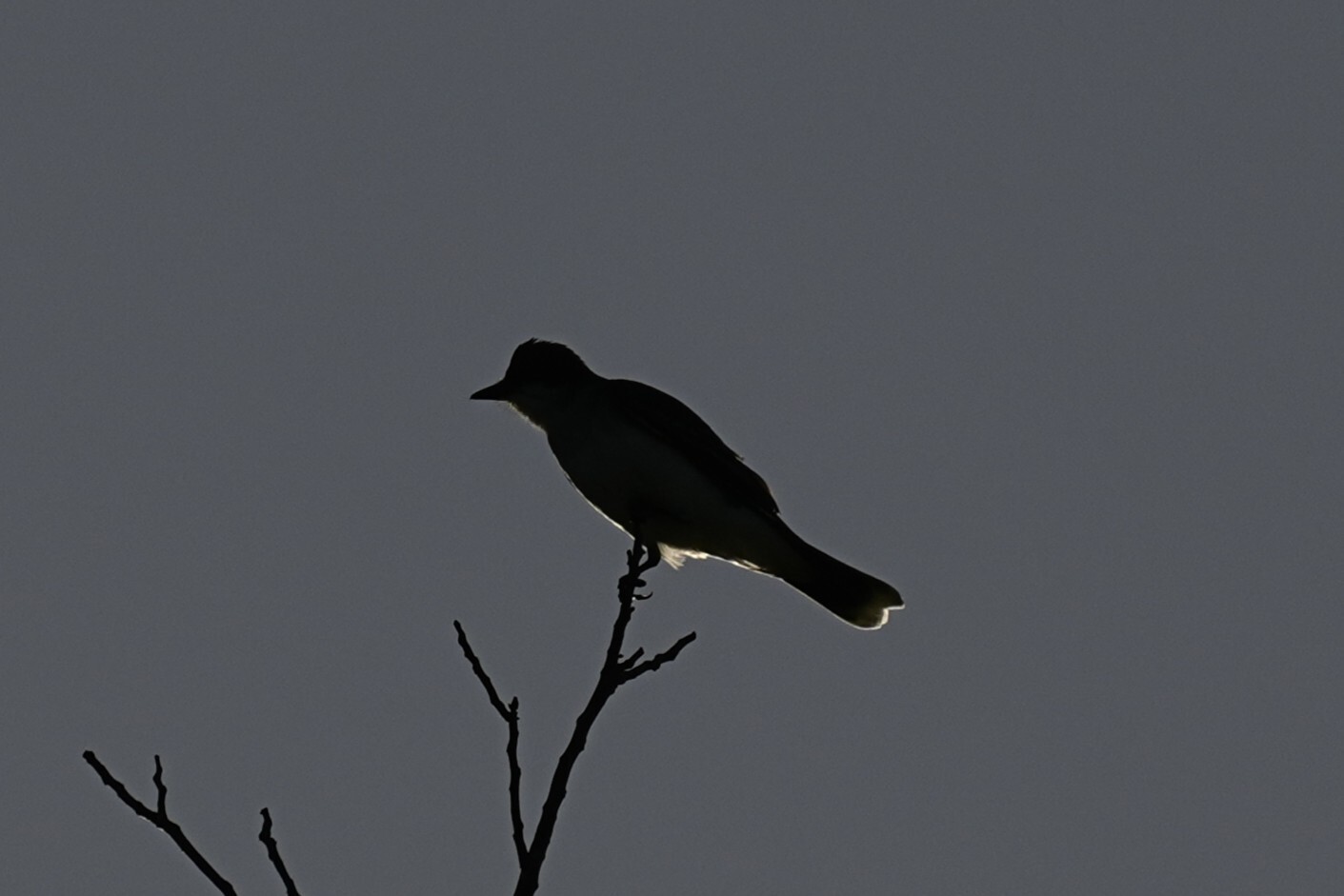 Eastern Kingbird (Tyrannus tyrannus), photo 8