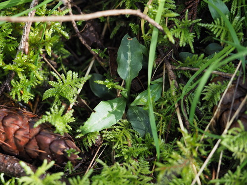 Western Rattlesnake Plantain (Goodyera oblongifolia)