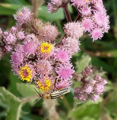 Urolepis hecatantha