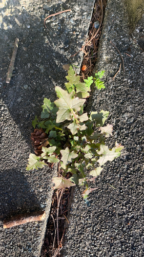 Wall Lettuce (Mycelis muralis)
