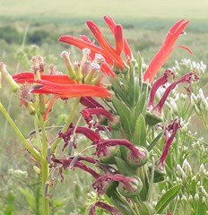 Siphocampylus verticillatus
