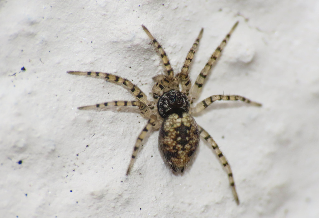 Oecobius maculatus