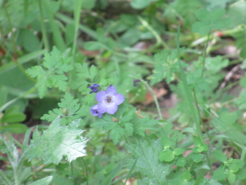 Fiesta Flower (Pholistoma auritum)
