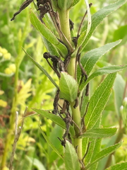 Siphocampylus verticillatus