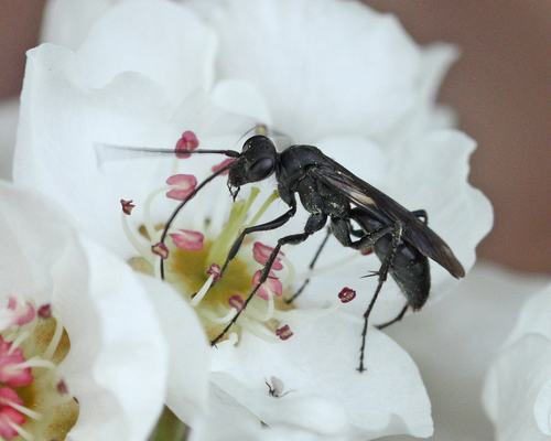 Priocnemis minorata Banks, 1912