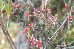 Castilleja talamancensis