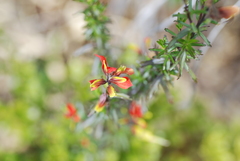 Castilleja talamancensis