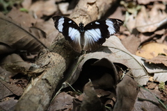 Hypolimnas anthedon anthedon