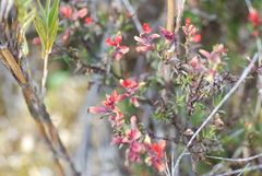 Castilleja talamancensis