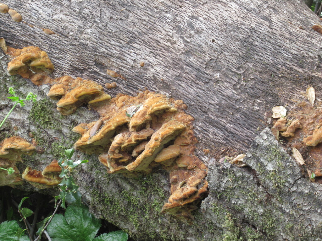 Fuscoporia gilva · March 2026 · photo: © deejay (iNaturalist, cc0)