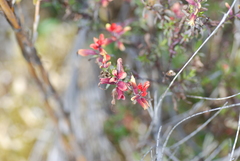 Castilleja talamancensis