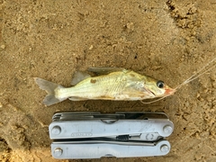 Iheringichthys labrosus