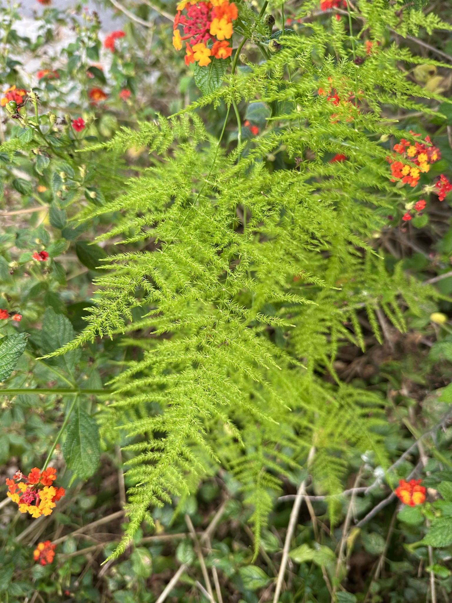 Common Asparagus Fern (Asparagus setaceus)