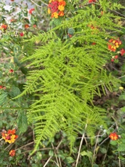 Common Asparagus Fern (Asparagus setaceus)