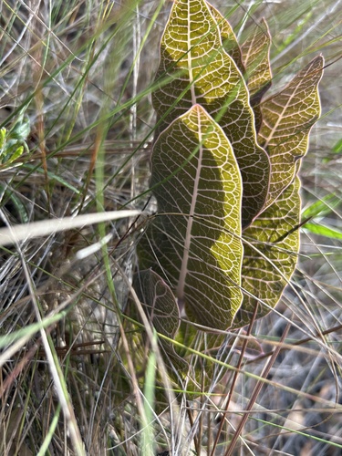 Sandhill milkweed (Asclepias humistrata)